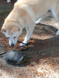dog meets turtle 01 (Large).jpg
