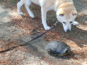 Dog meets turtle 03 (Large).jpg