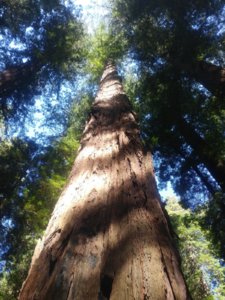 Sherrel Redwood4.jpg