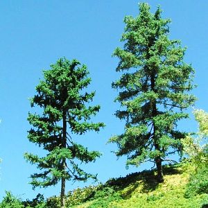 kind of cedar trees? ( pseudotsuga )