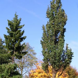 lombardy poplar HO scale