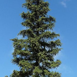 Firtree Picea Abies
