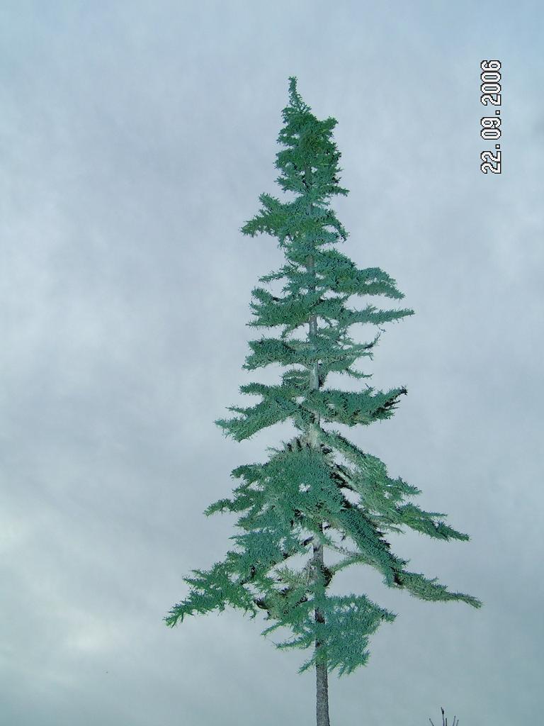 cheap fir tree scale O