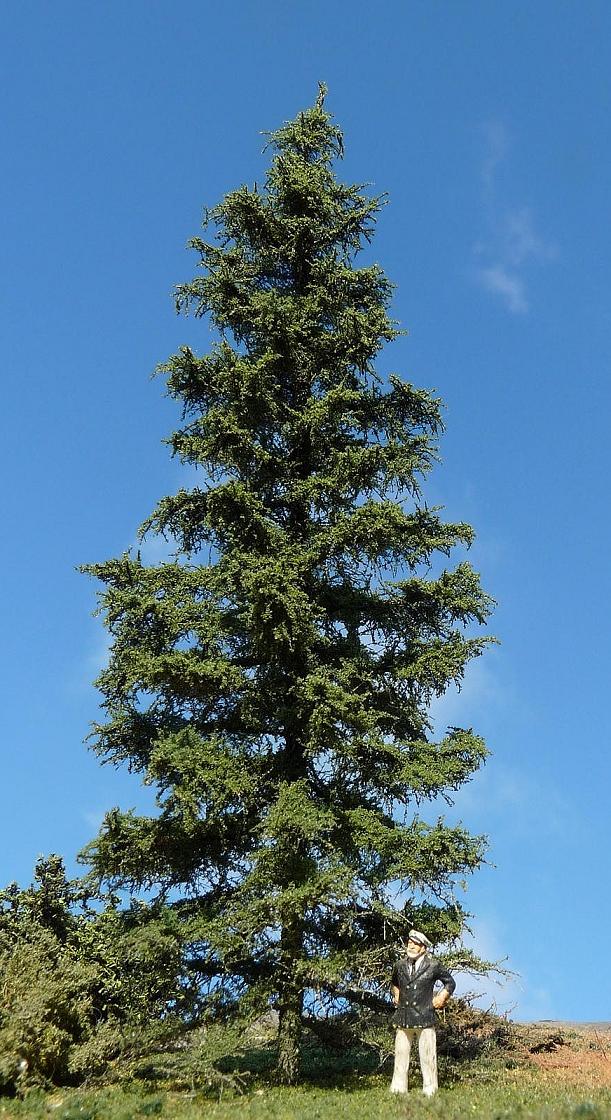 Firtree Picea Abies