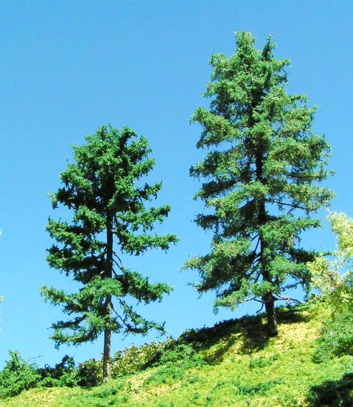 kind of cedar trees? ( pseudotsuga )