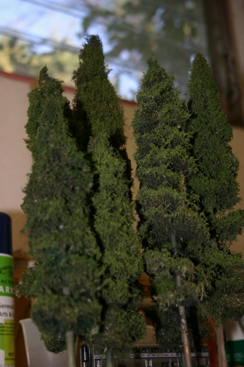 Second generation of douglas fir trees