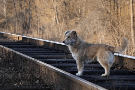 25231135-lonely-stray-dog-on-the-railroad-tracks.jpg
