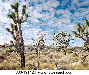 joshua-trees-yucca_~J30-191124.jpg